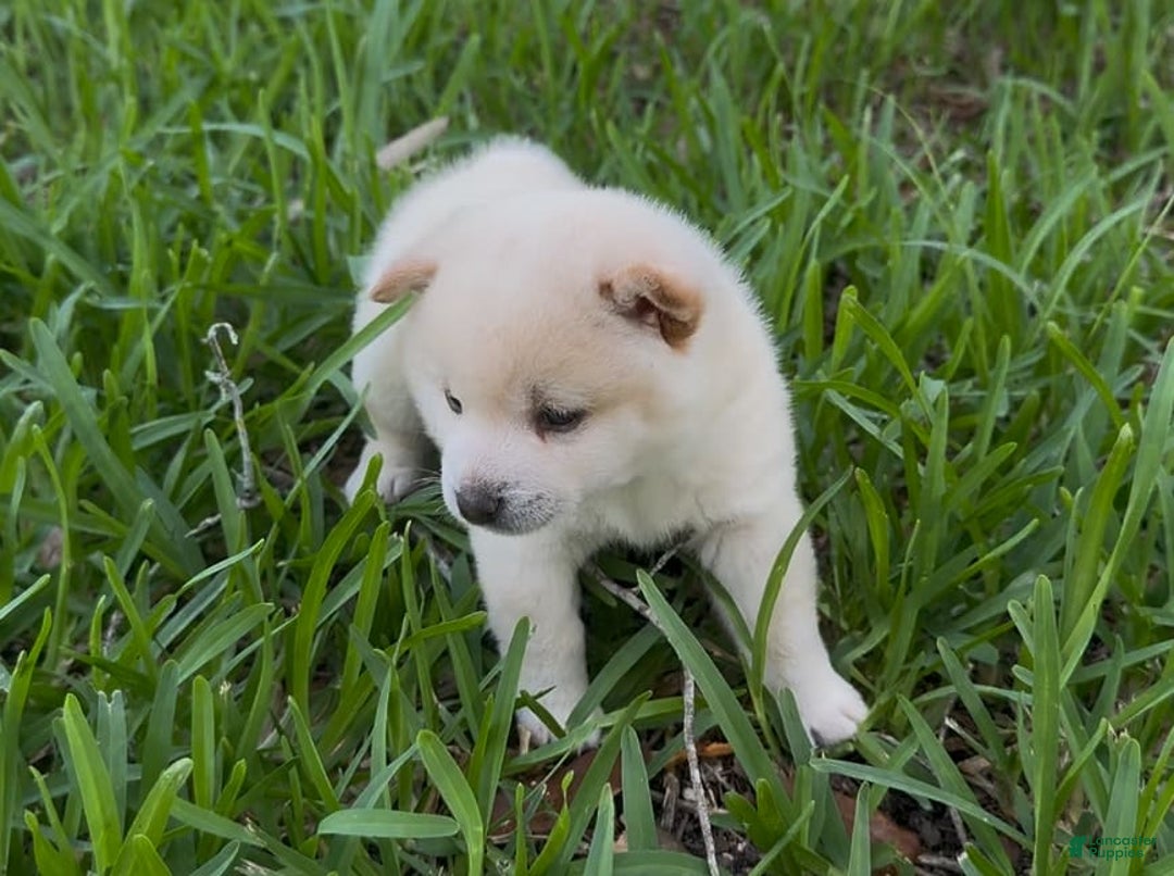 Shiba Inu dogs for sale: Yuki - Image 13
