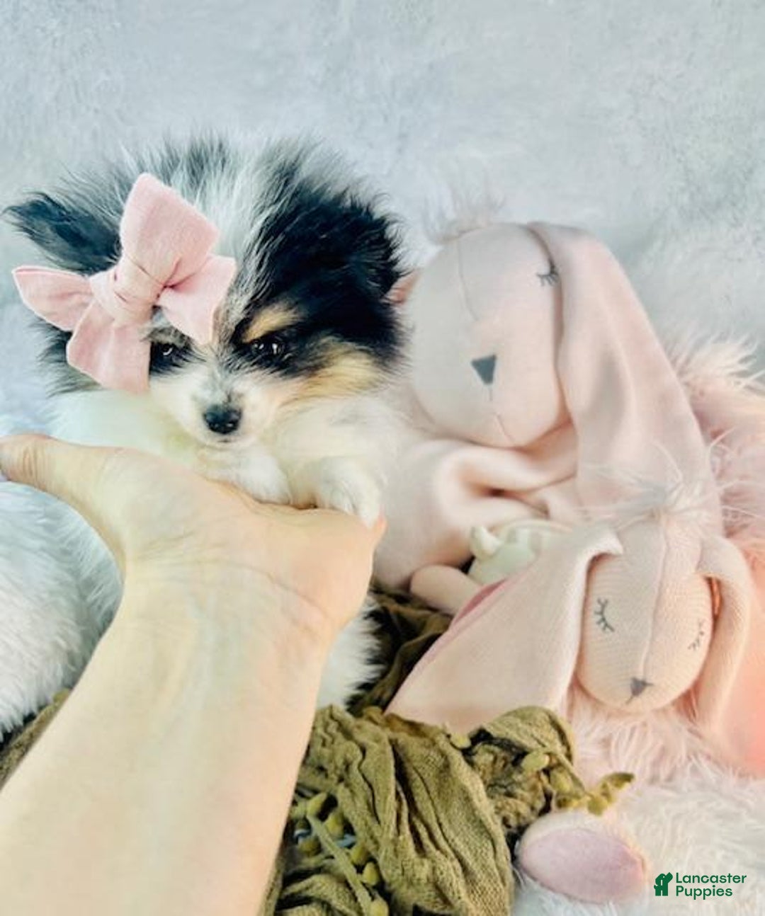Pomeranian dogs for sale: Pia - Image 1