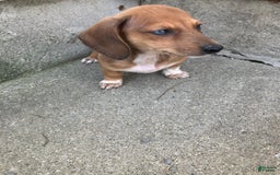 Miniature Dachshund dogs for sale: James - Image 4