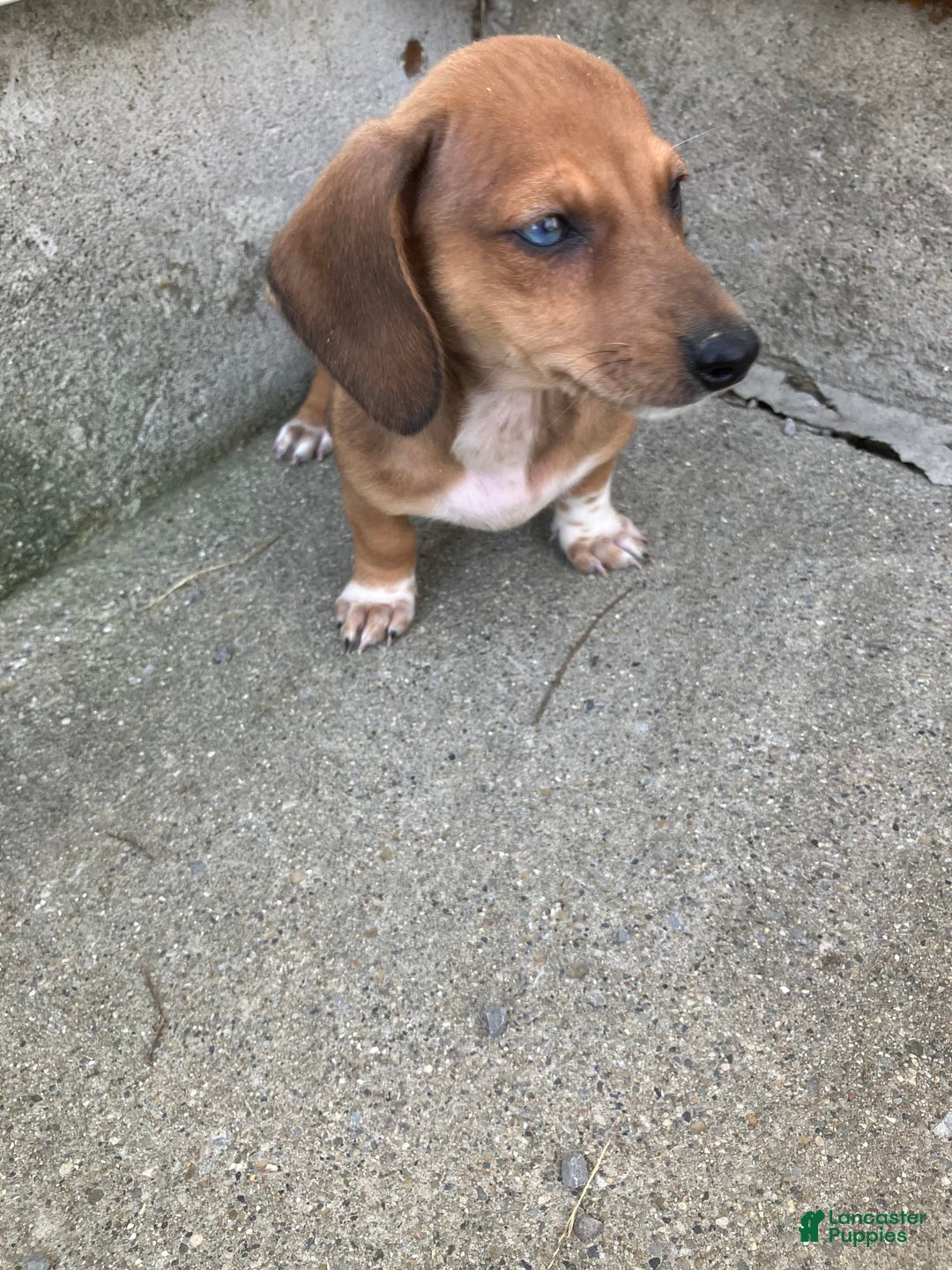 Miniature Dachshund dogs for sale: James - Image 4