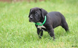 Cane Corso dogs for sale: Summer - Listing for pets: Samson, Mya, Zeus, Summer - Image 3