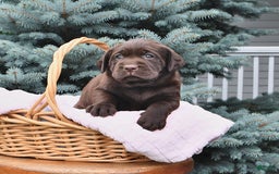 Labrador Retriever dogs for sale: Haley - Image 2