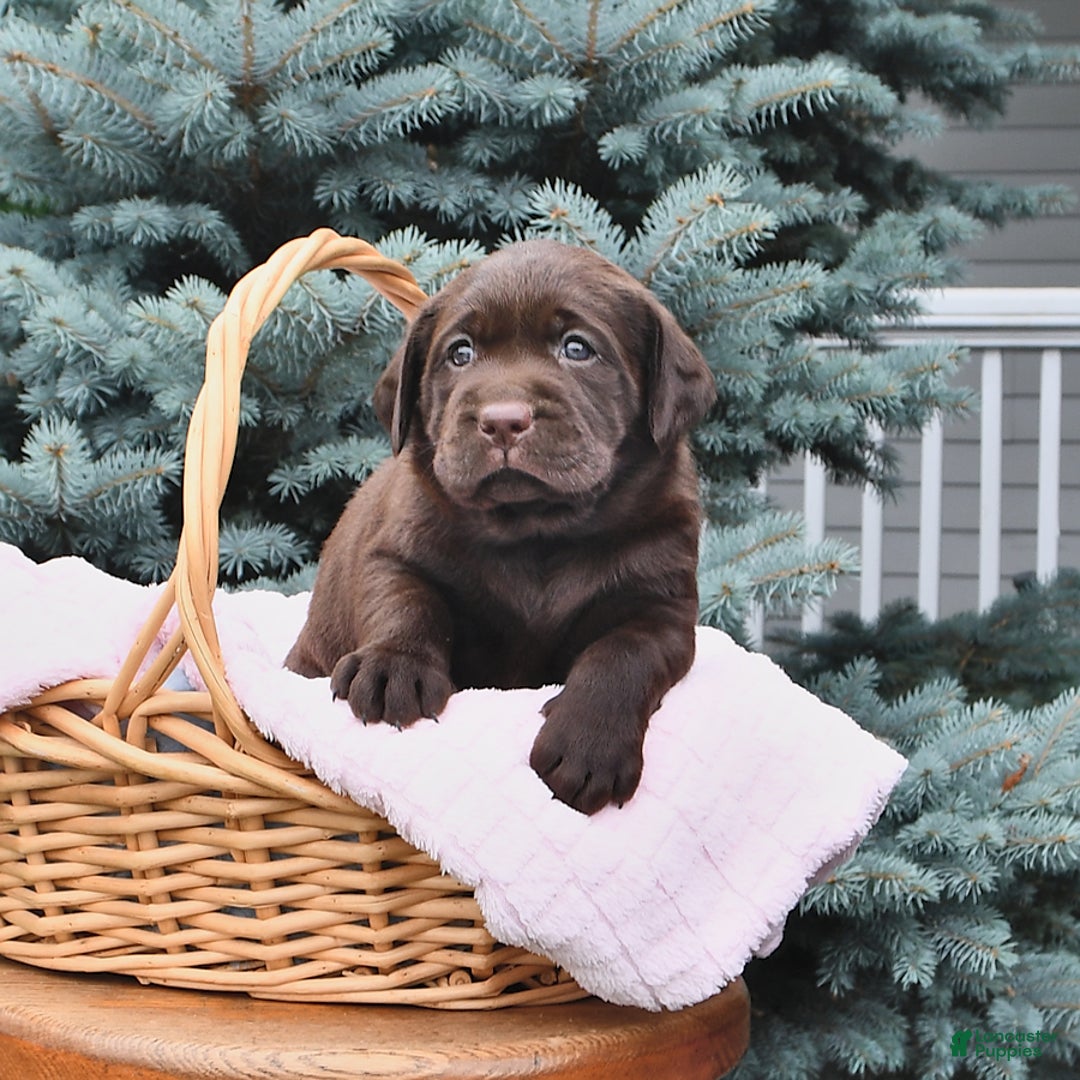Labrador Retriever dogs for sale: Haley - Image 2