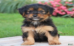 Yorkshire Terrier dogs for sale: Tucker - Image 2