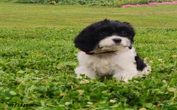 Cavapoo dogs for sale: Maria - Image 2