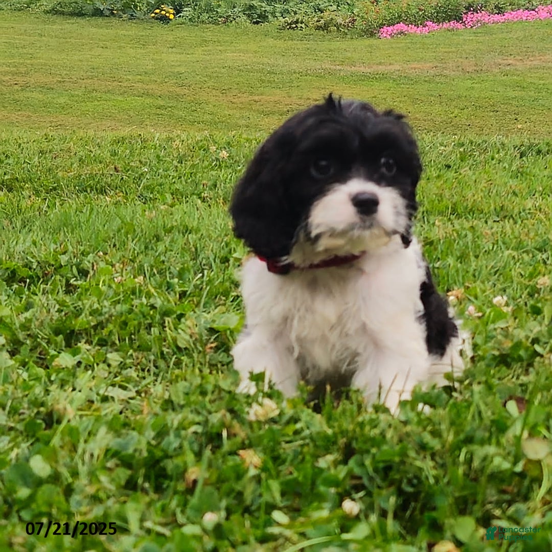 Cavapoo dogs for sale: Maria - Image 2