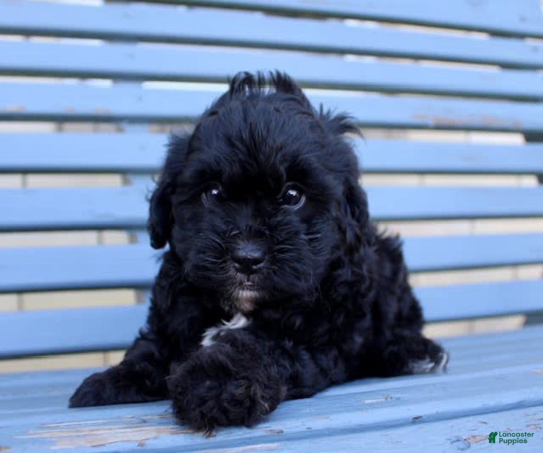Shihpoo dogs for sale: Misty - Image 1