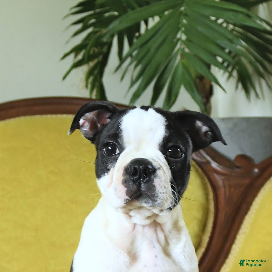 Boston Terrier dogs for sale: Happy - Image 14