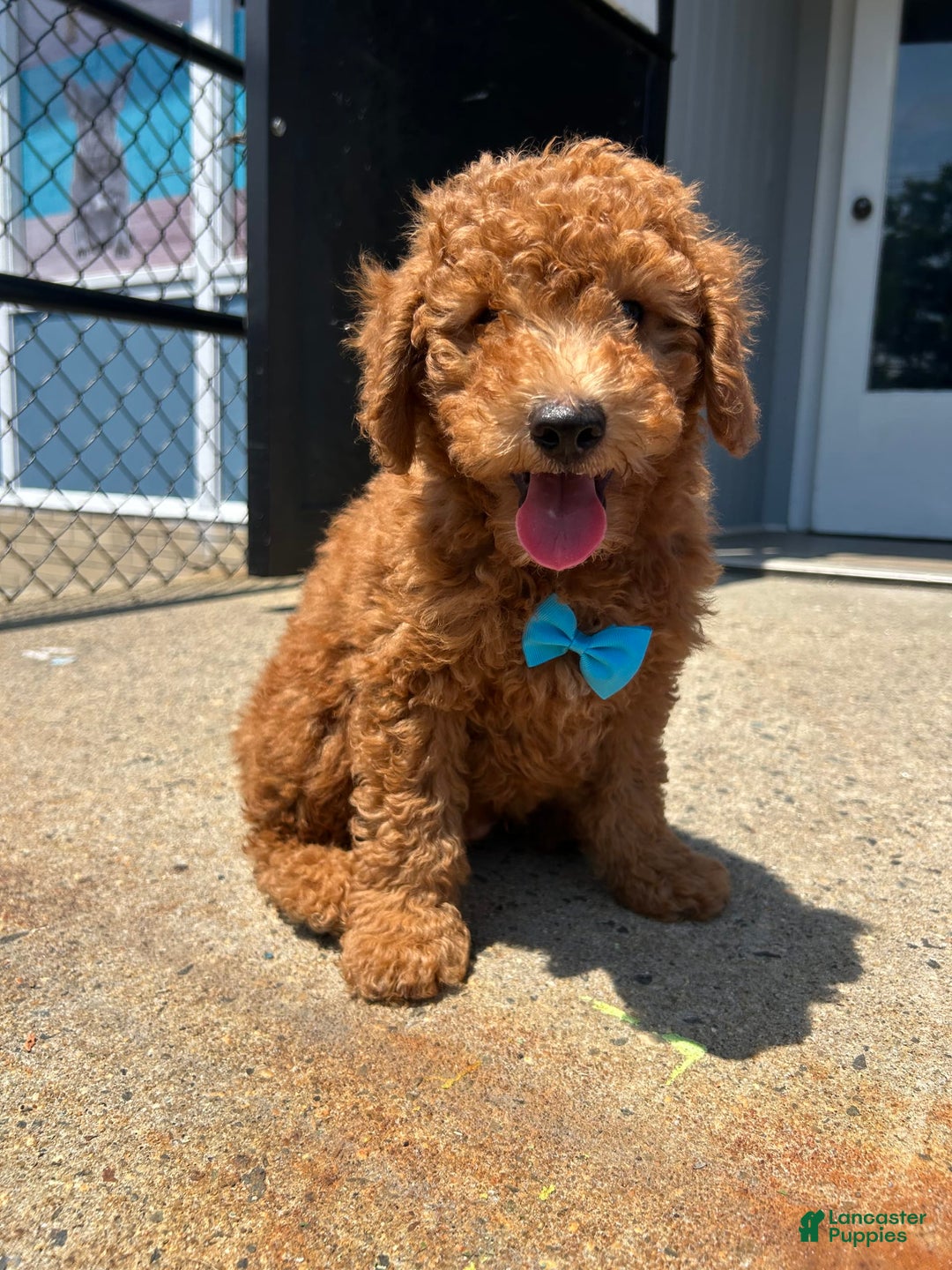 dogs for sale: Mini Goldendoodle 3 puppies - Image 2