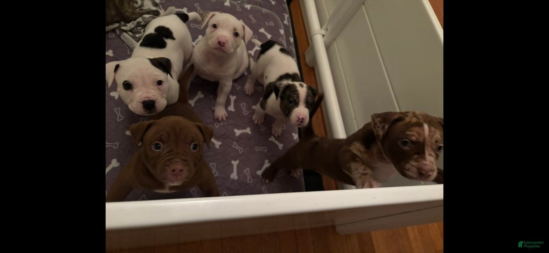 American Bully dogs for sale: Beauty - Image 3