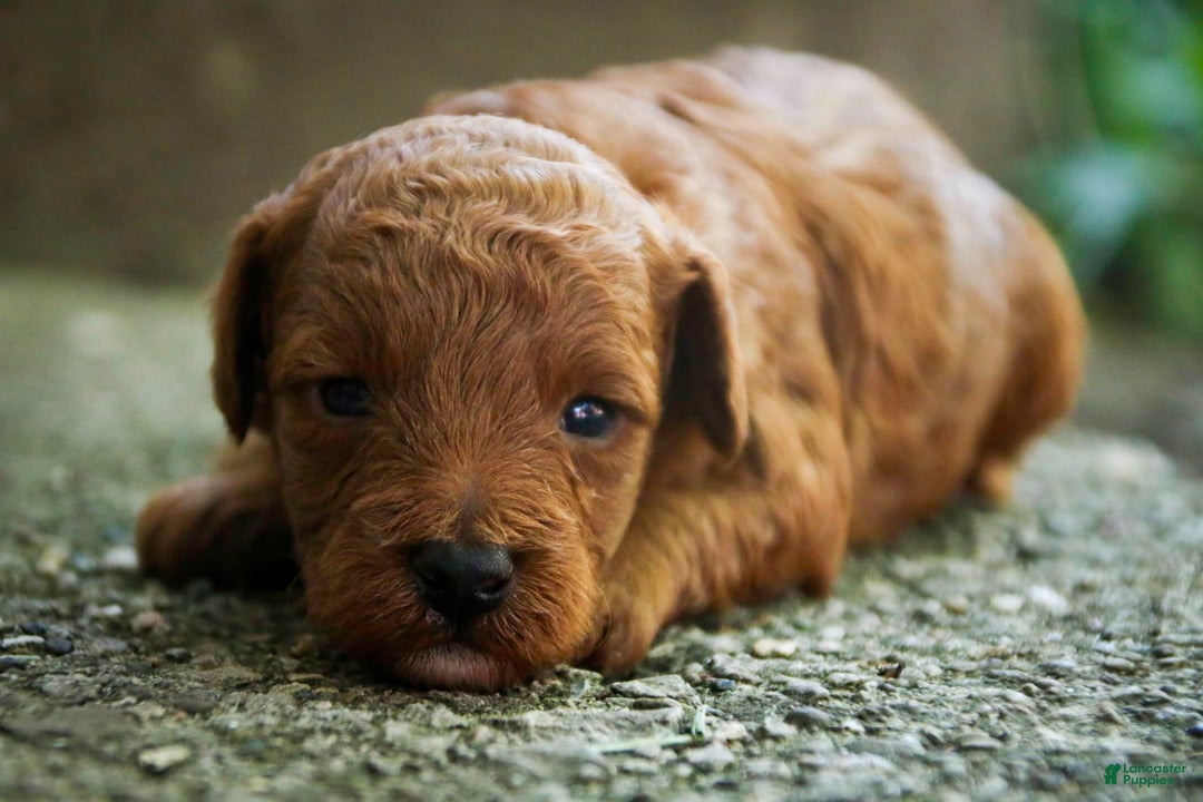 Miniature Poodle dogs for sale: Miniature Poodle 4 puppies - Image 13