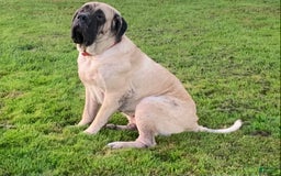 English Mastiff dogs for sale: Pinky - Image 35