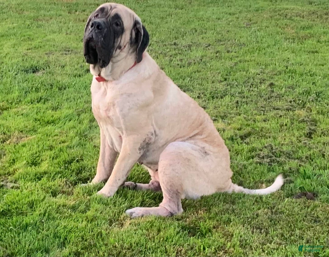 English Mastiff dogs for sale: Pinky - Image 35