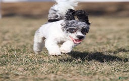 Havapoo dogs for sale: Calvin - Image 10