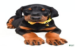 Doberman Pinscher dogs for sale: Marley - Image 6