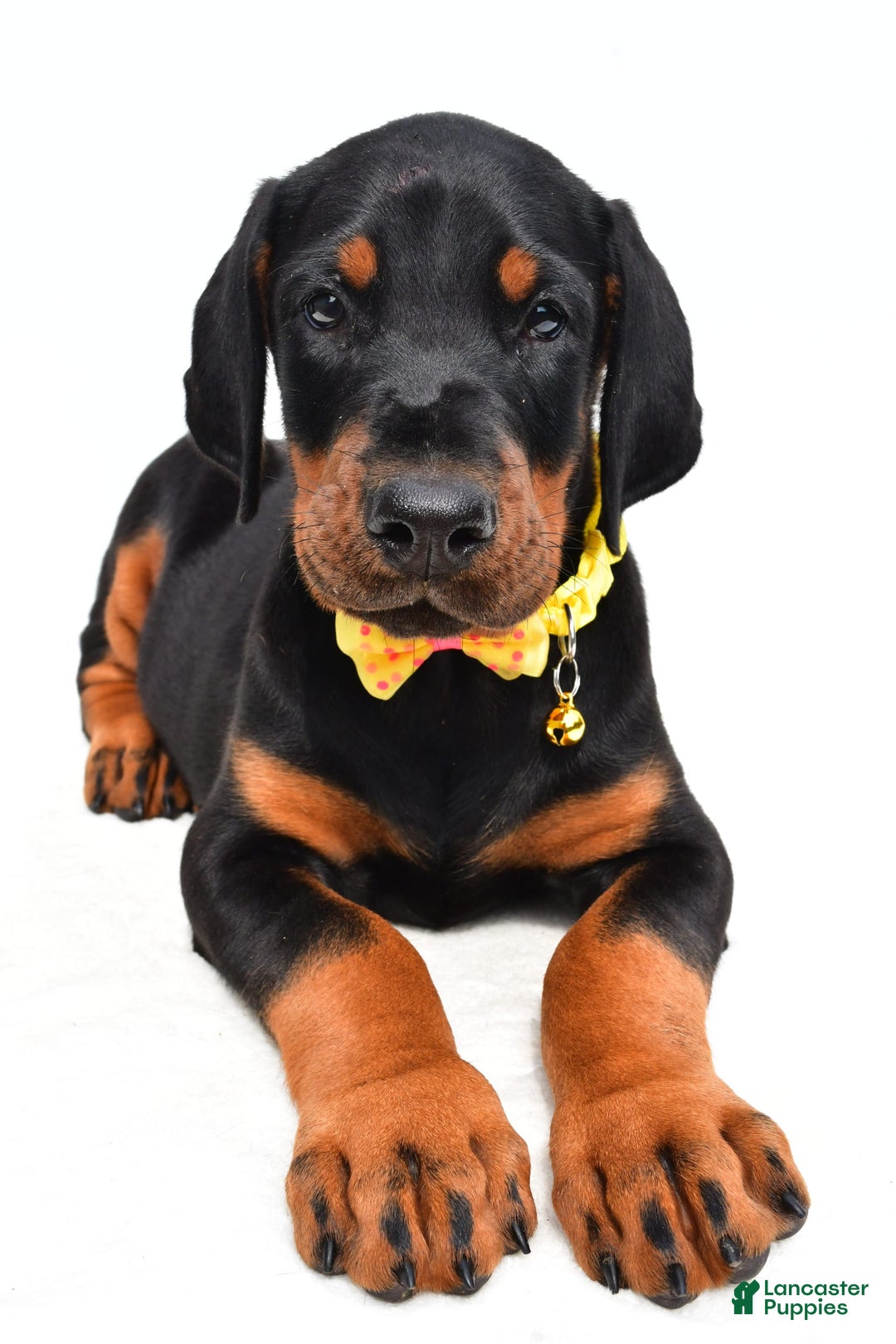 Doberman Pinscher dogs for sale: Marley - Image 6