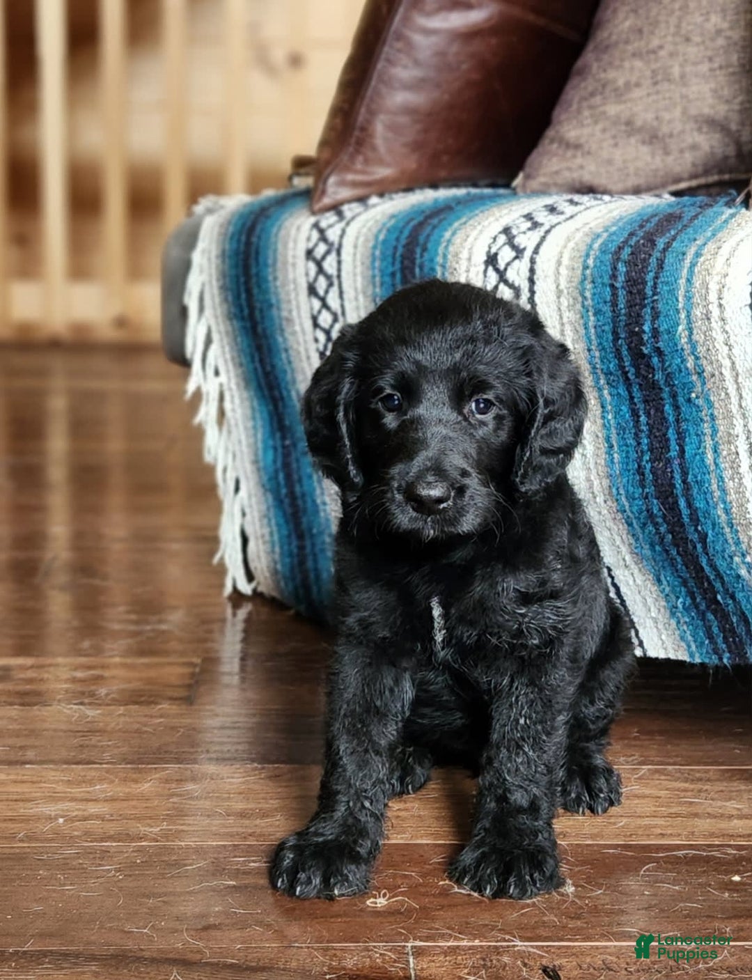 Labradoodle dogs for sale: Madonna - Image 5