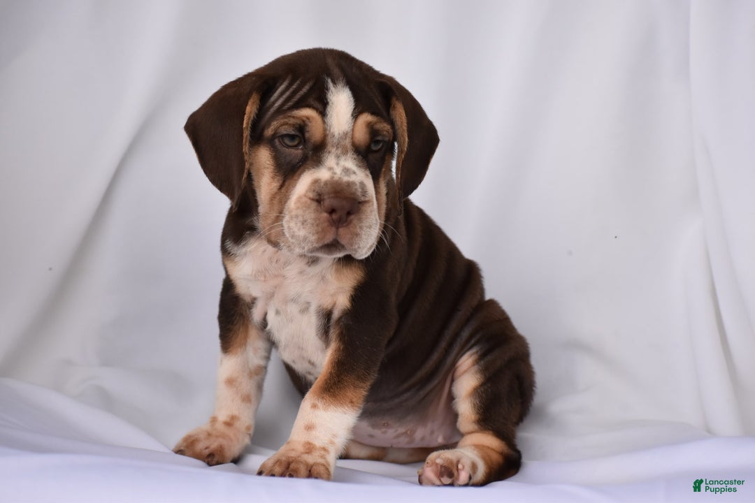 Beabull dogs for sale: Aspen - Image 7