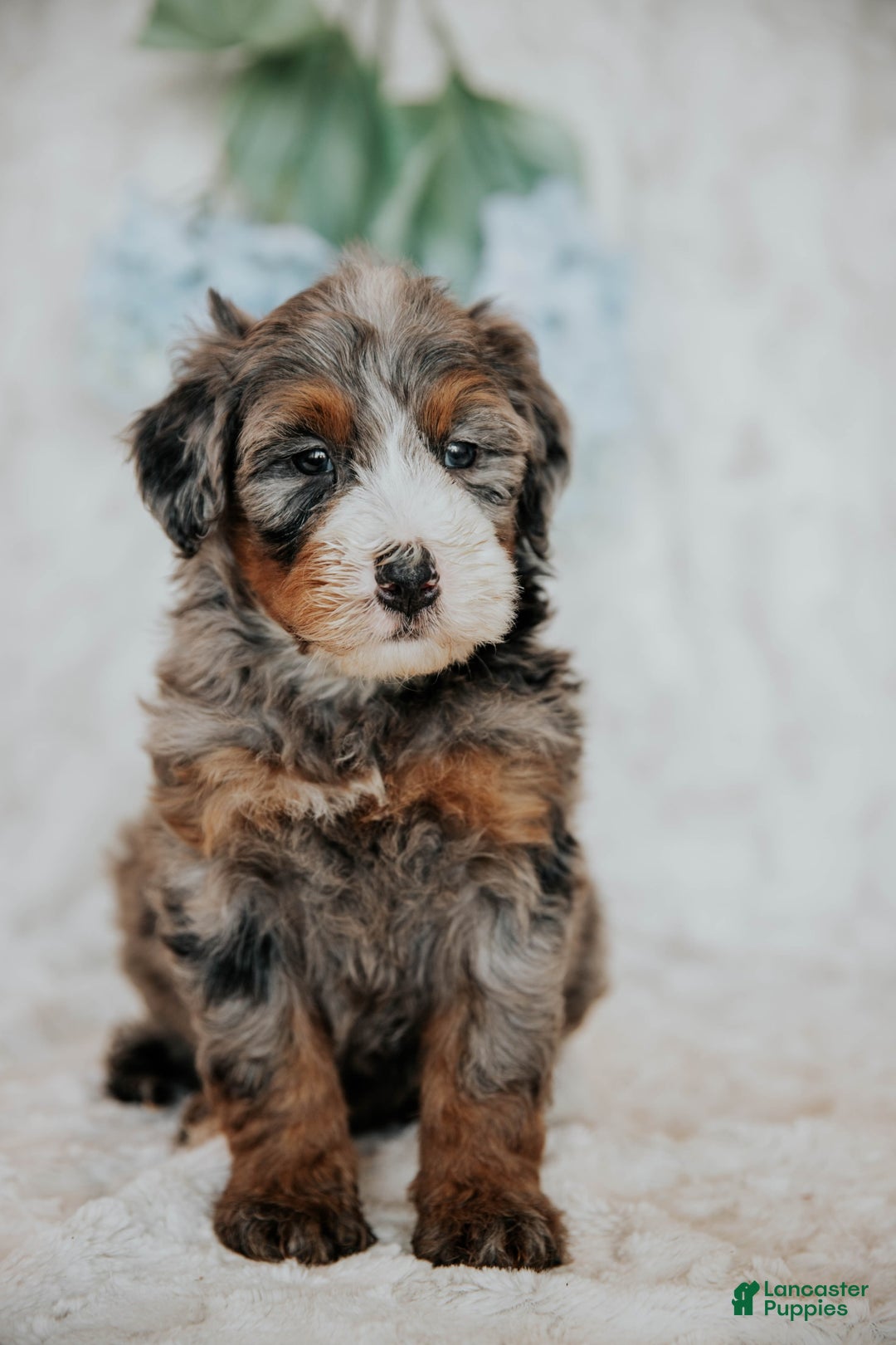 Mini Bernedoodle dogs for sale: Myles - Image 2