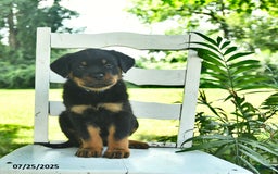 Rottweiler dogs for sale: Charlie - Image 3