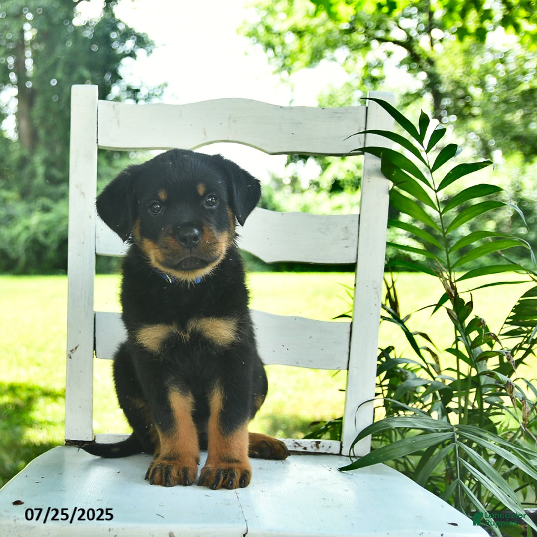 Rottweiler dogs for sale: Charlie - Image 3