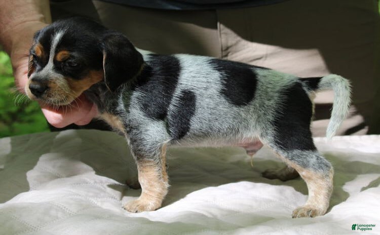 Beagle dogs for sale - Ad 3