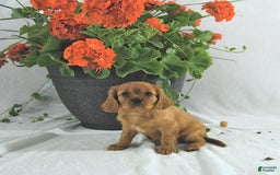 Cavalier King Charles Spaniel dogs for sale: Sadie - Image 5