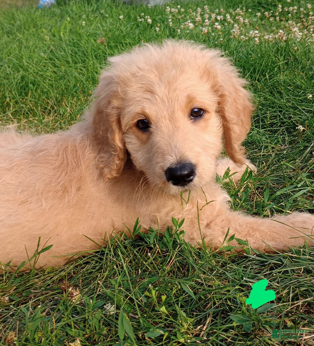 Goldendoodle dogs for sale: Dark Green - Image 2
