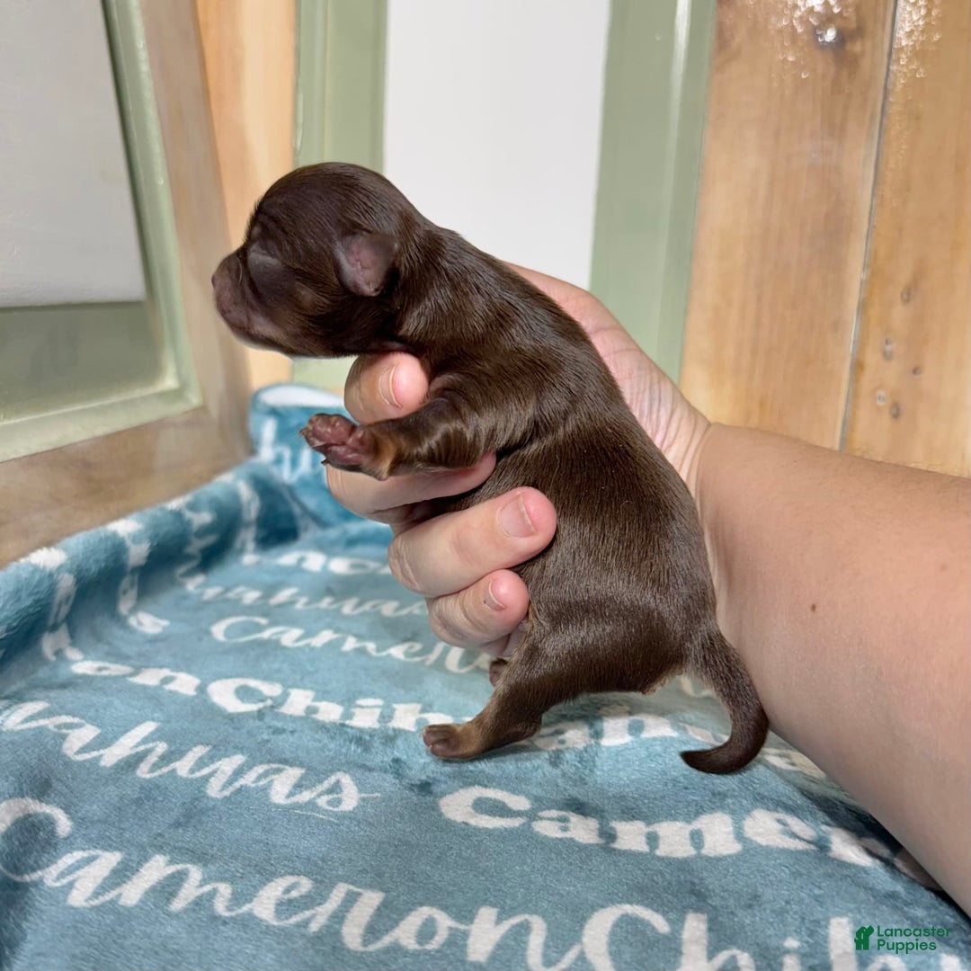 Chihuahua dogs for sale: Theodore Chocolate Lc - Image 22