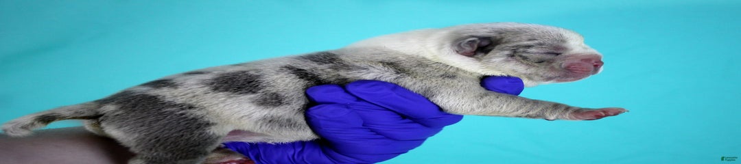 Blue/white Merle Female