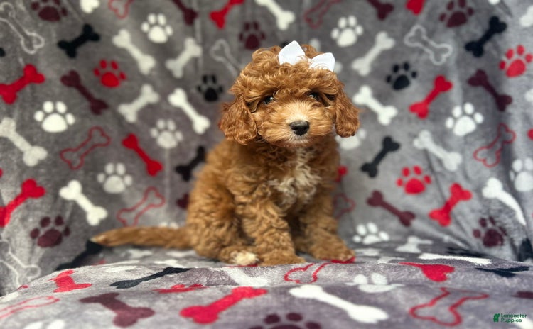 Cavapoo dogs for sale - Ad 5