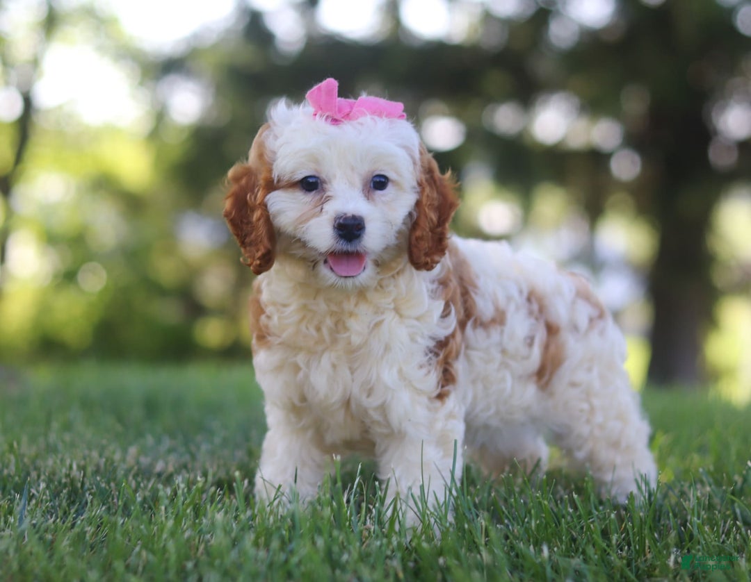 Cavapoo dogs for sale: Lola - Image 4