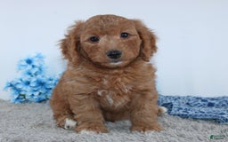 Mini Goldendoodle dogs for sale: Royal - Image 4