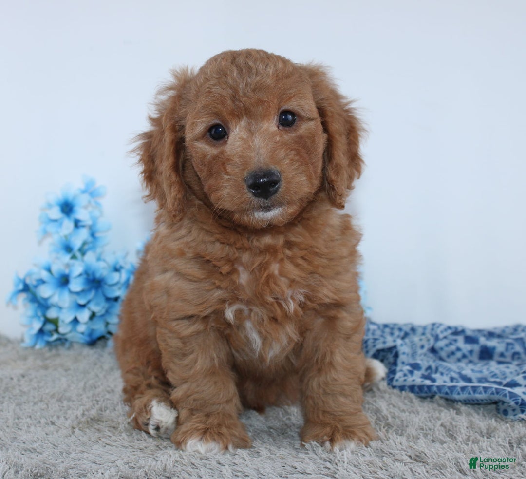 Mini Goldendoodle dogs for sale: Royal - Image 4