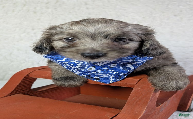 Mini Aussiedoodle dogs - Advert 10