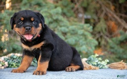Rottweiler dogs for sale: Katelyn - Image 2
