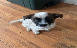 Australian Cattle Dog dogs for sale: Pj - Image 1