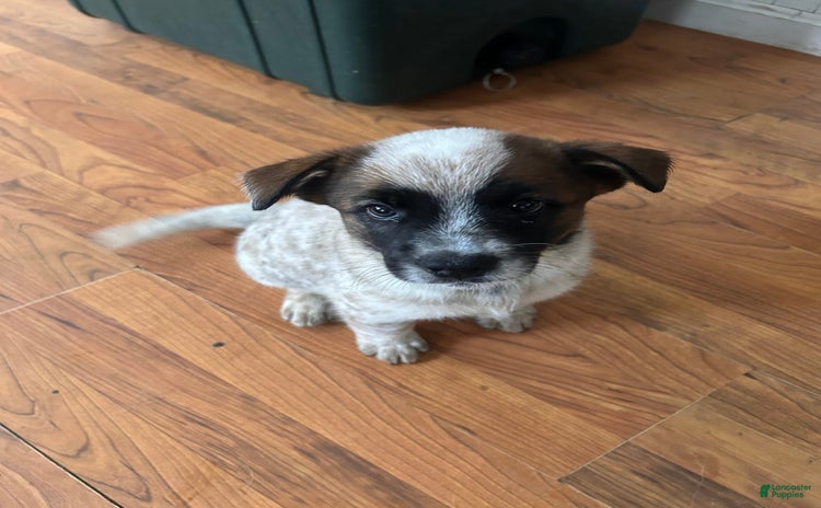 Australian Cattle Dog dogs for sale - Ad 4