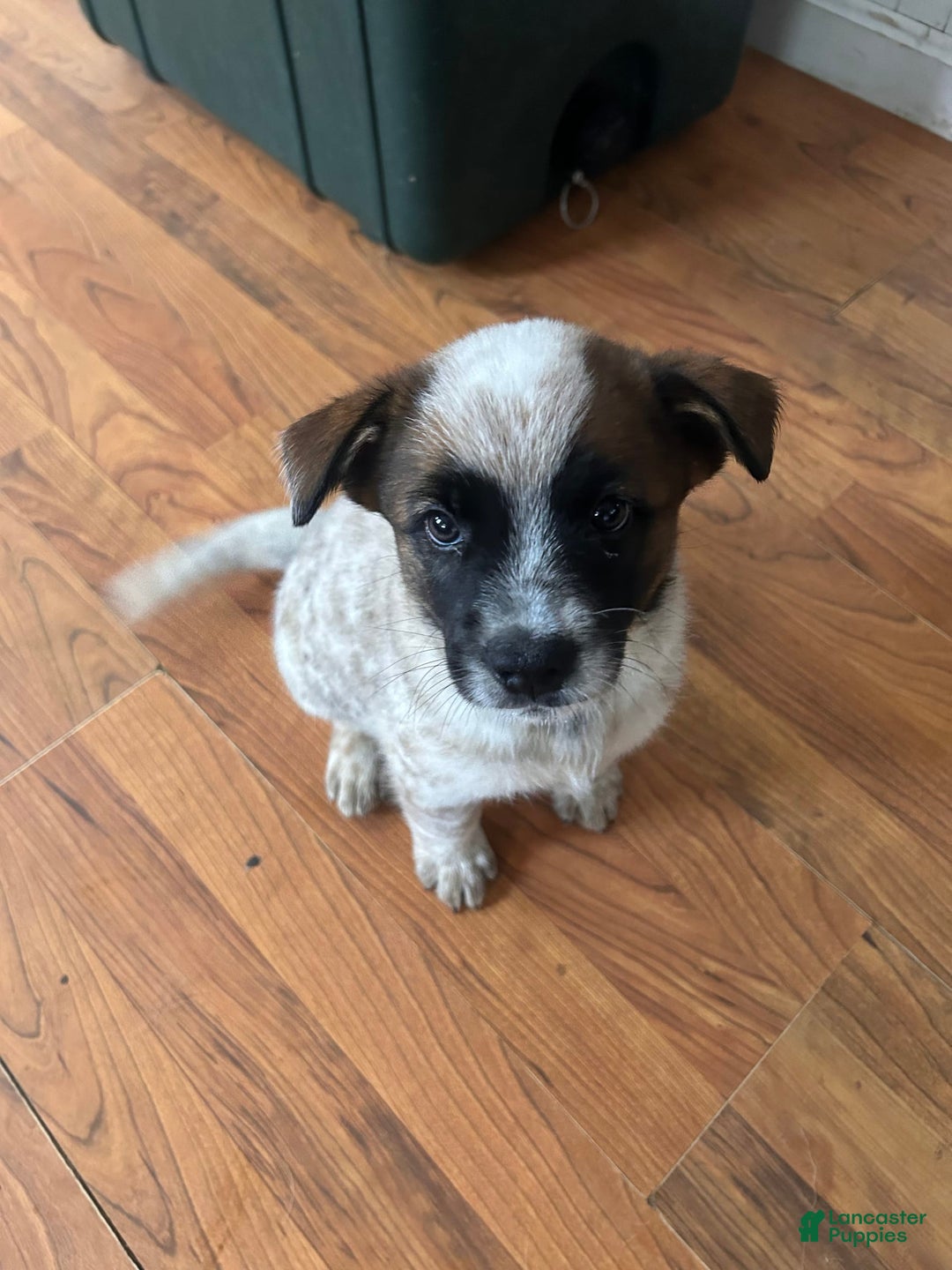 Australian Cattle Dog dogs for sale: Pj - Image 1