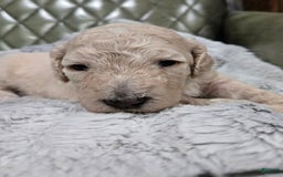 Standard Poodle dogs for sale: Maple - Image 4