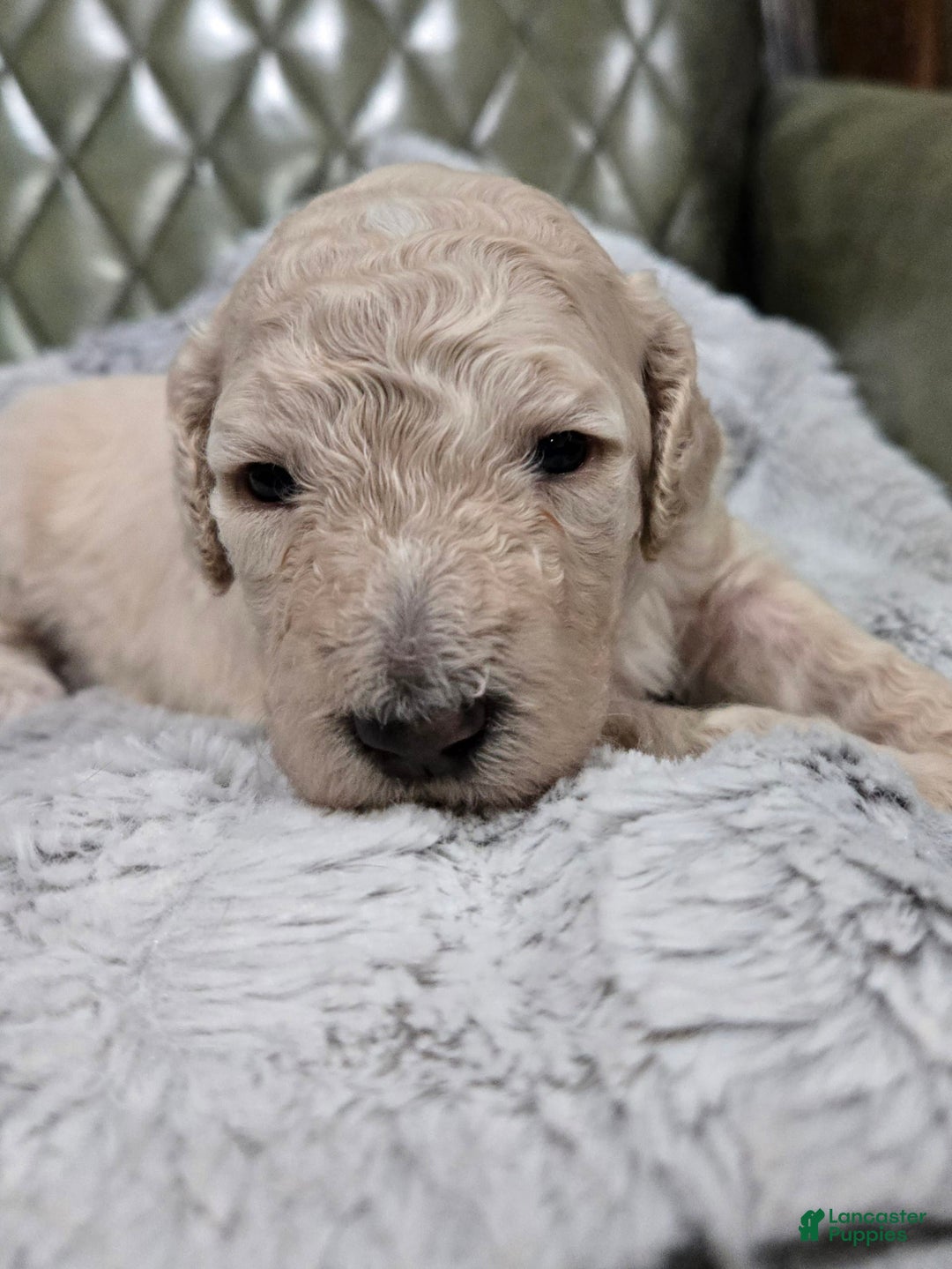 Standard Poodle dogs for sale: Maple - Image 4