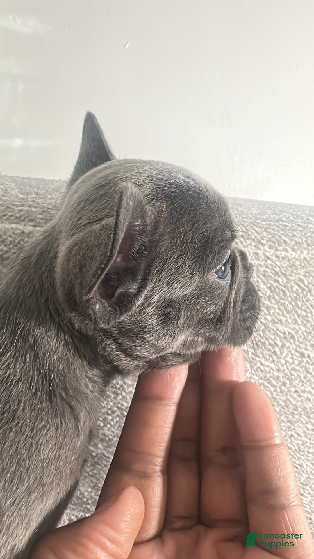 French Bulldog dogs for sale: David - Image 2