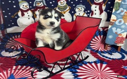 Siberian Husky dogs for sale: Duke - Image 3