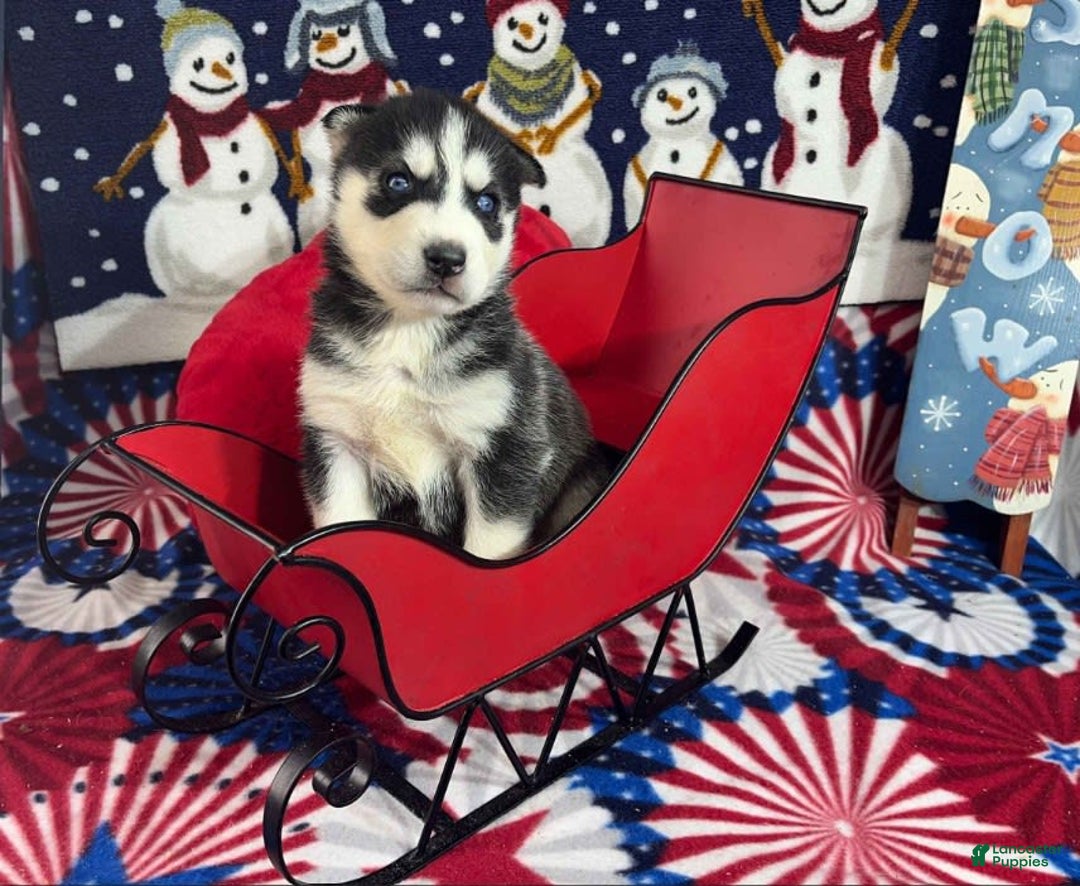 Siberian Husky dogs for sale: Duke - Image 3
