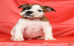 Beabull dogs for sale: King - Image 8