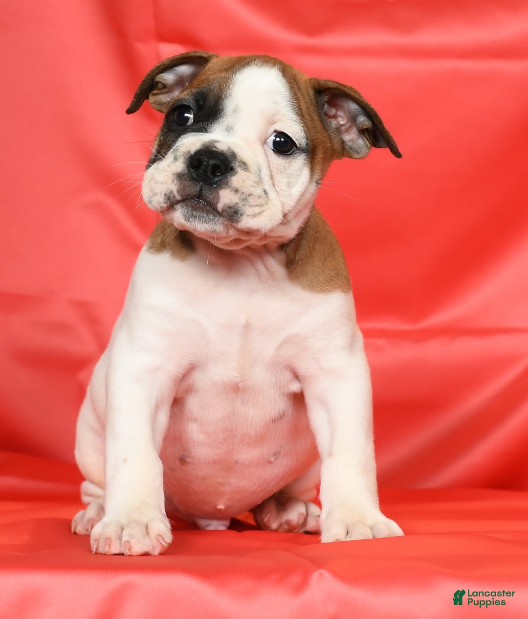 Beabull dogs for sale: King - Image 8