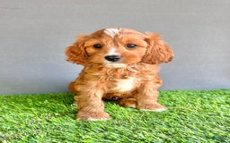 Cavapoo dogs for sale: Charlie - Image 3