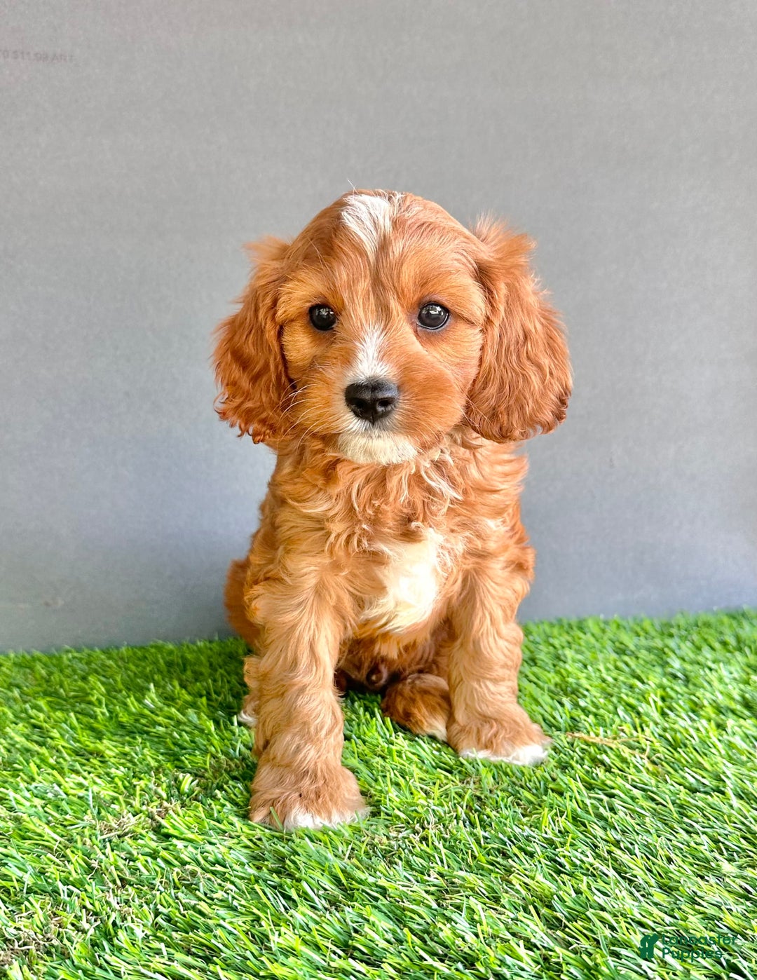 Cavapoo dogs for sale: Charlie - Image 3