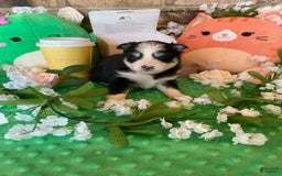 Pomsky dogs for sale: Luffy - Image 5