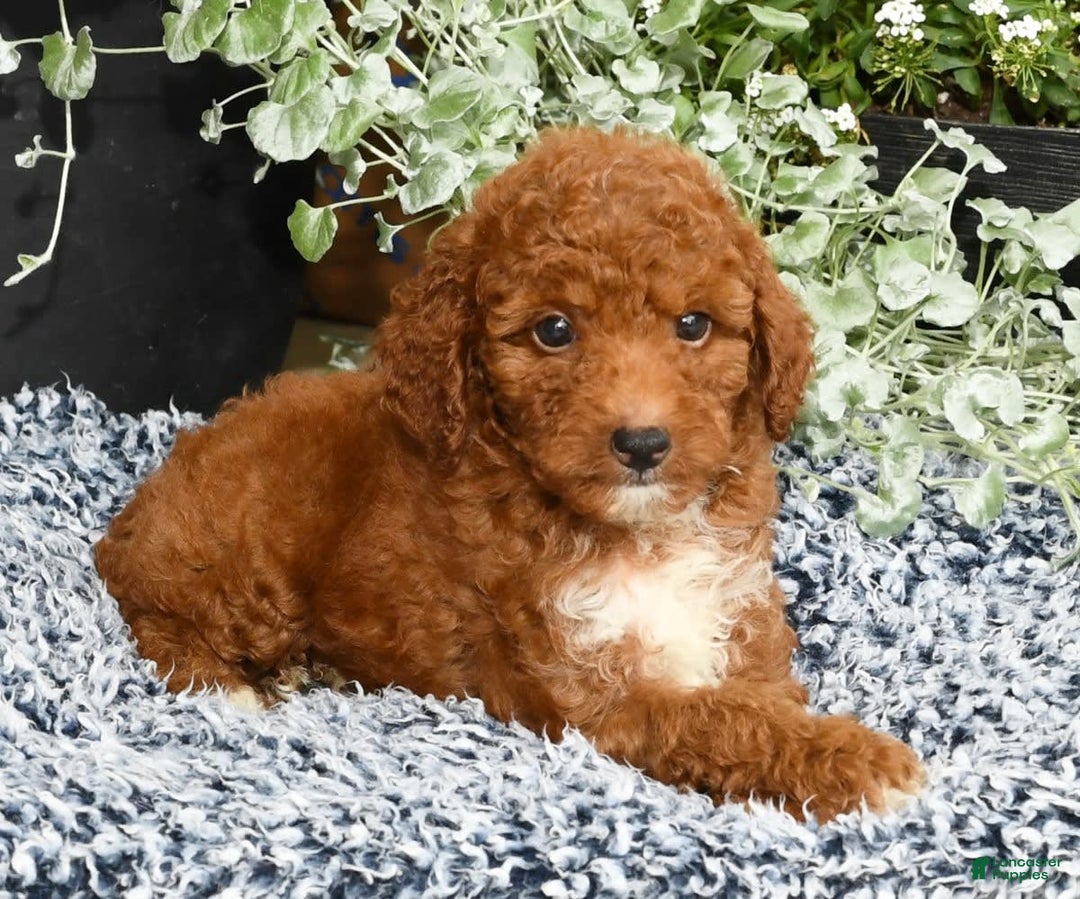 Miniature Poodle dogs for sale: Roger - Image 8